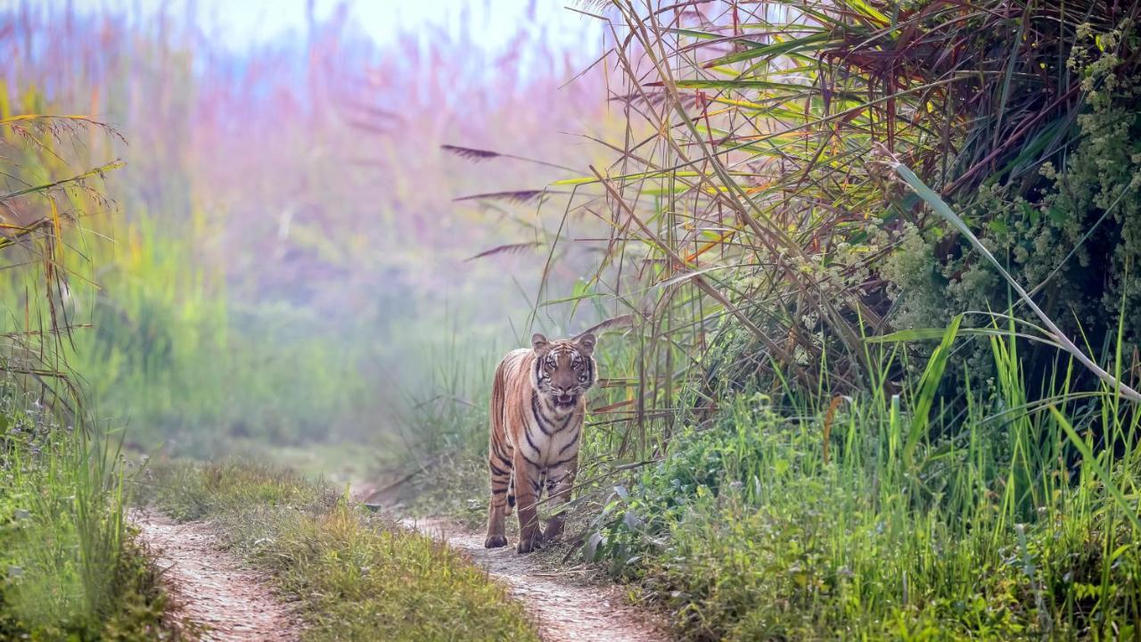 Park Safari Resort Sauraha Eksteriør bilde